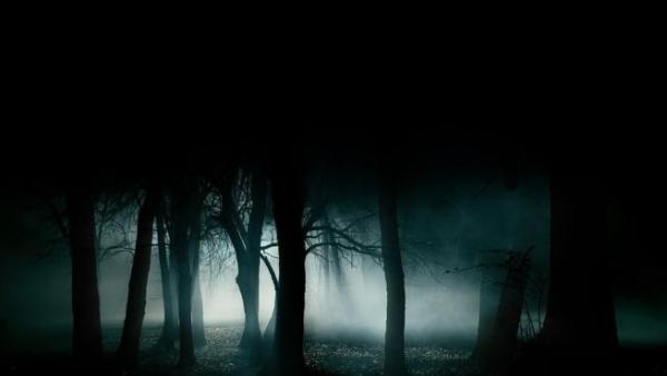 bosque oscuro típico de películas de terror