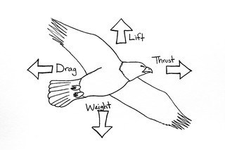 fuerzas físicas que aparecen durante el vuelo de un pájaro