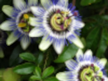 Imagen de una flor a baja resolución
